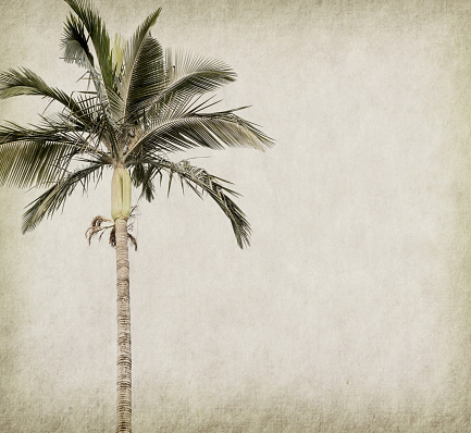 Palm tree on old paper background
