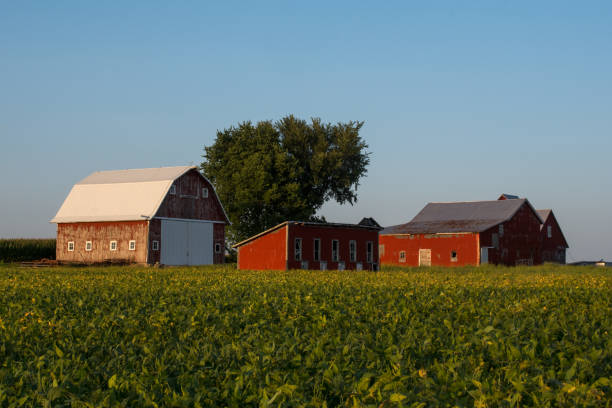 istock Rustic old red barn/farm on a working farm in rural Illinois. 1134291573