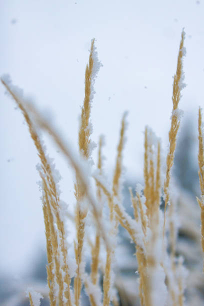 istock Yellow grasses with snow 1134292229