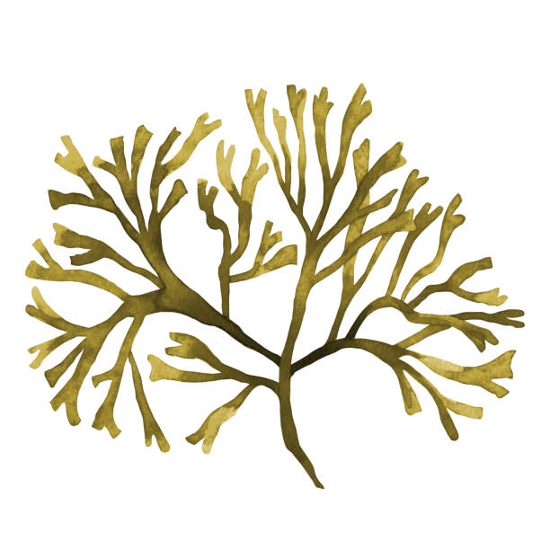 istock Brown Seaweed ,Kelp, Algae in the ocean watercolor hand painted element isolated on white background. Watercolor brown seaweed illustration design. With clipping path. 1134292670