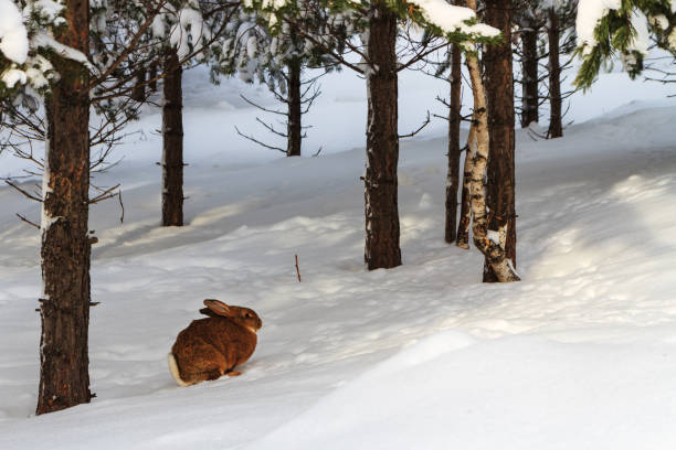 istock Brown bunny in snowy forest on winter day 1134293361
