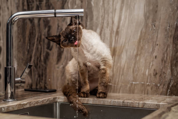 istock Devon Rex cat (Blu Point type) drinking water from a water tap in the kitchen decorated with beautiful marble. 1134293730