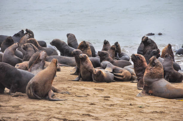 istock Sea Lion, Mar del Plata. Argentina 1134294962