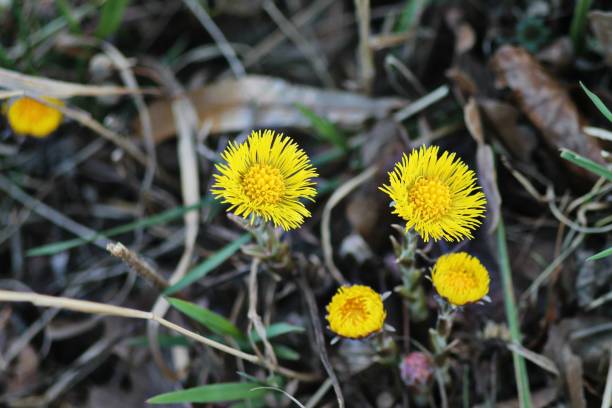 istock Wild yellow coltsfoot (tussilago farfara)  flowers. 1134295301