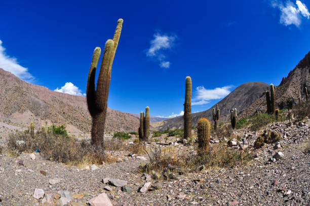 istock Salinas Grandes Jujuy 1134296086