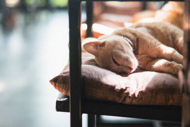 istock Ginger cat sleep in cozy bed.Perfect dream concept.Soft Focus. 1134296844