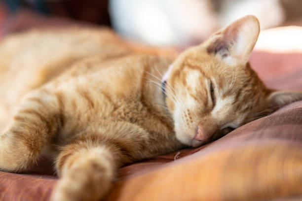 istock Ginger cat sleep in cozy bed.Perfect dream concept.Soft Focus. 1134296888