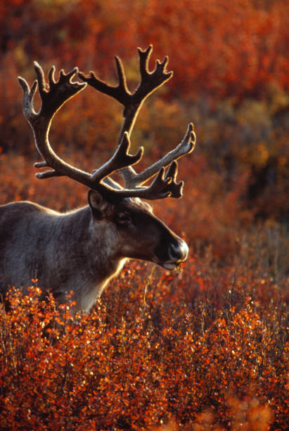 Caribou Denali National Park Alaska Fall Color