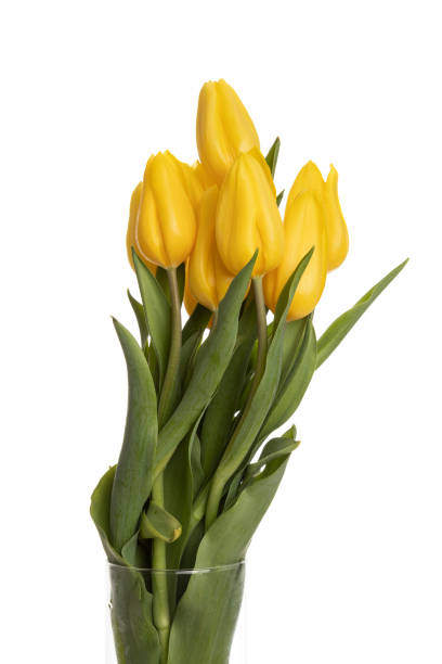 istock Yellow Tulip Bouquet 1134298430