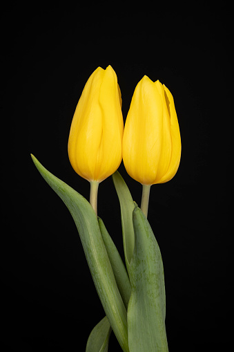Two beautiful yellow tulips kissing.