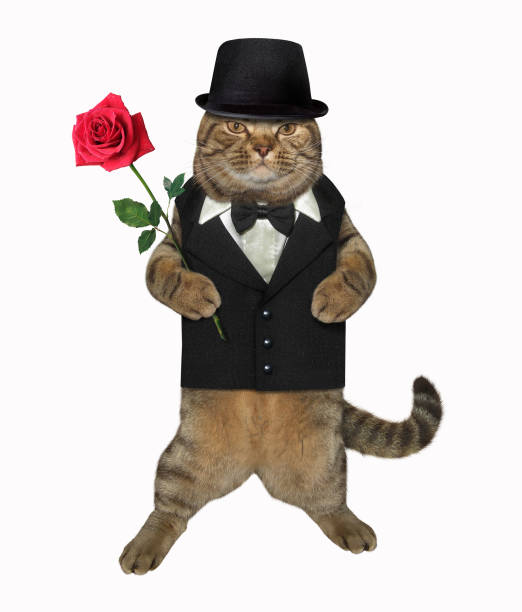 istock Cat gentleman with a red rose 2 1134298531
