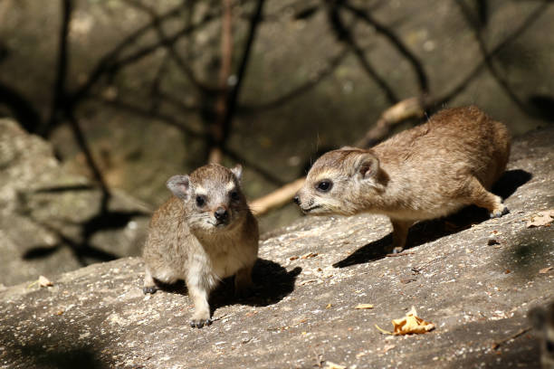 Picture taken in Mosi-oa-Tunya National Park