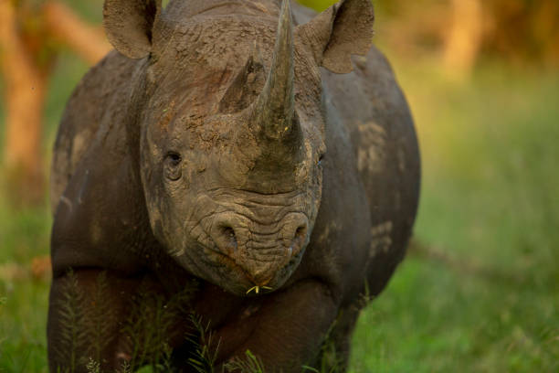 istock Black Rhino Portrait 1134299386