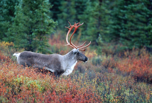 istock Caribou Denali National Park Alaska Fall Color 1134300963
