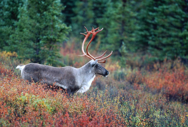 Caribou Denali National Park Alaska Fall Color stock photo