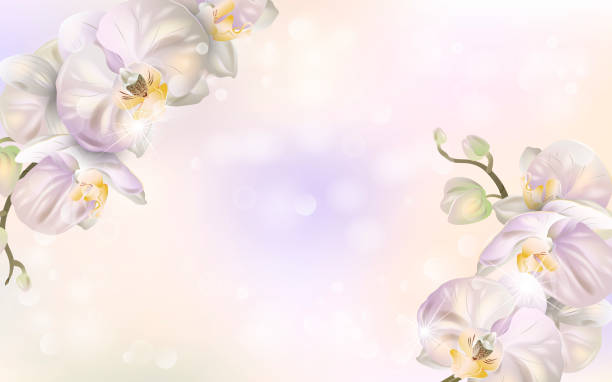 ilustraciones, imágenes clip art, dibujos animados e iconos de stock de banner vectorial con flores de orquídea lujosa - moth orchid