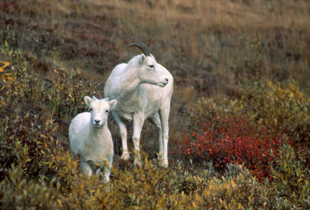 istock Dall Sheep Denali National Park Alaska 1134301077