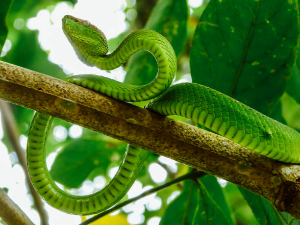 istock Malaysia - A green snake on the tree 1134301562