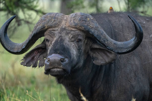 istock Cape Buffalo with an oxpecker on its back 1134303056
