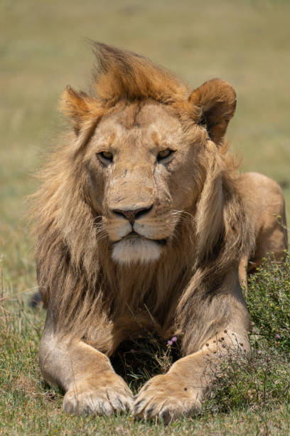 istock Lion in Tanzania 1134303135