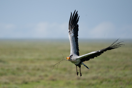 Secretarybird carrying a twig to build a nest in the Ndutu region of the Ngorongoro conservation area in Tanzania