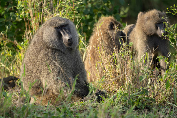 istock Elderly baboon in Tanzania 1134303169