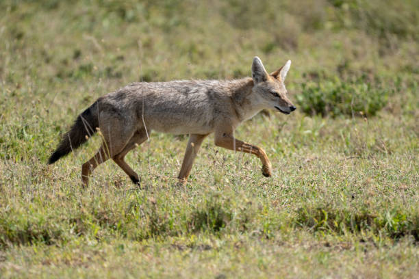 istock Trotting Golden Jackal 1134303202