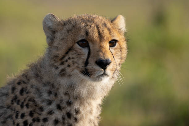istock Cheetah Cub in Tanzania 1134303215