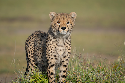 Cheetah posing in the Ndutu region of the Ngorongoro Conservation Area in Tanzania