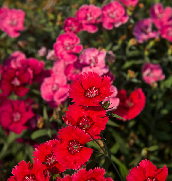 istock Red flowers isolated unique natural photo 1134303547