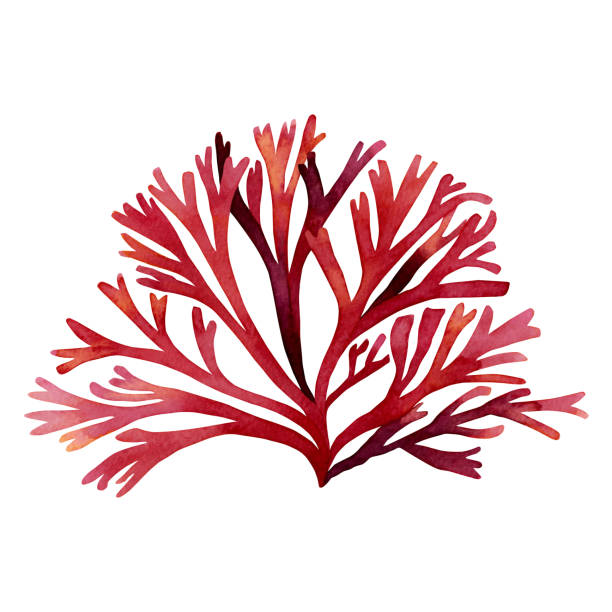 Red Seaweed,kelp, Algae,Coral in the ocean, watercolor hand painted element isolated on white background. Watercolor red seaweed illustration design. With clipping path Red Seaweed,kelp, Algae,Coral in the ocean, watercolor hand painted element isolated on white background. Watercolor red seaweed illustration design. With clipping path red algae stock illustrations