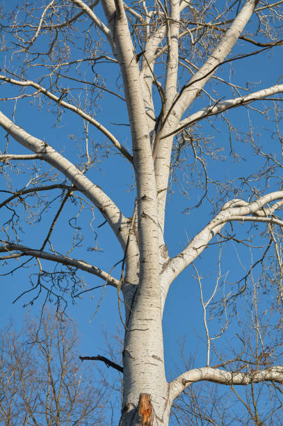 populus alba ou abele arbre haut avec de gros troncs d'écorce blanche - poplar tree treetop forest tree photos et images de collection