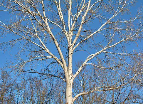A very big Populus alba or abele tree top in early spring time without foliage with a blue sky in background