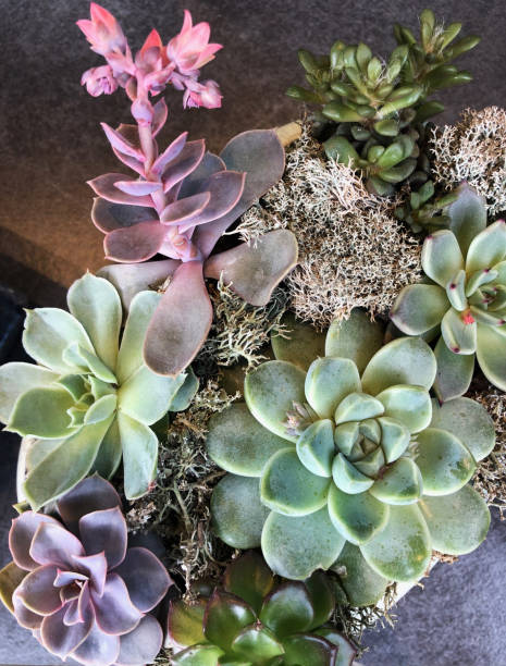 istock Succulent plant Echeveria 1134304528