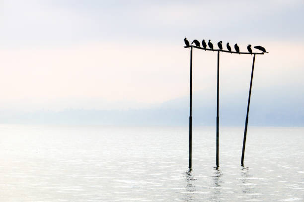 Group of cormorants, Lake Constance, Switzerland, Germany