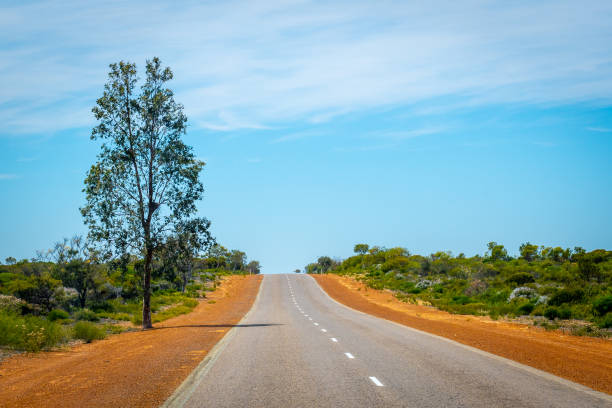 Only tree in Australian bush standing next to the road