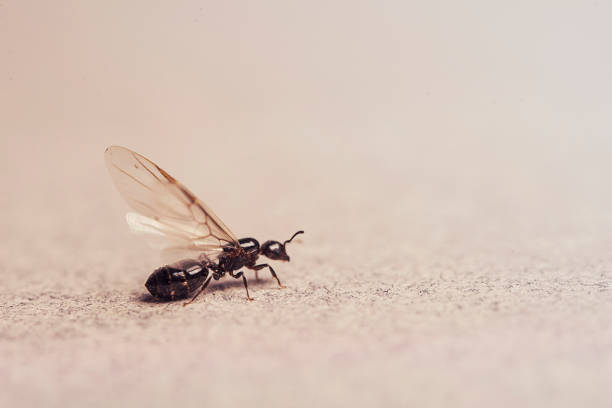 Queen ant stock photo