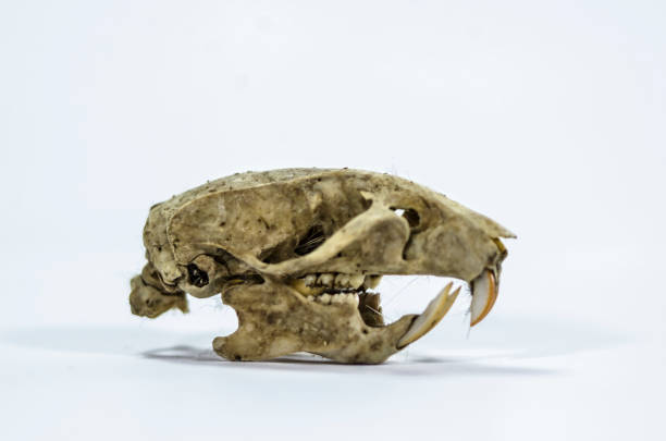 istock Skulls 1 of 15 1134307157