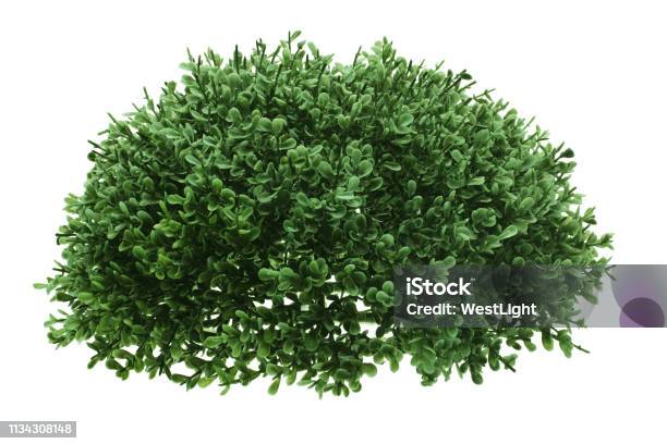 Green Shrub Stock Photo - Download Image Now - Bush, Cut Out, White Background