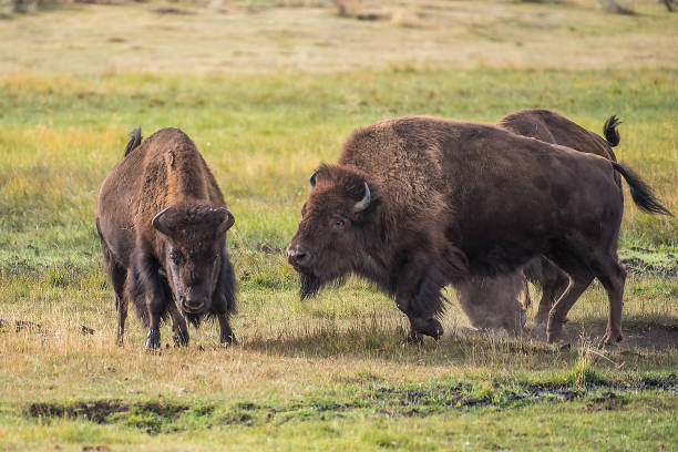 istock Bison rolling,fighting,rutting,matting in Yellowstone USA 1134308681