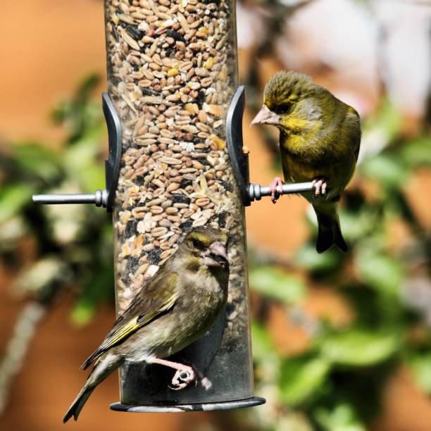 une photo d'un greenfinch sur un mangeoire à oiseaux - action alertness animal bird photos et images de collection