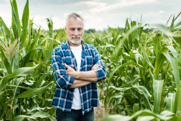 istock Senior farmer standing in a corn field 1134311404