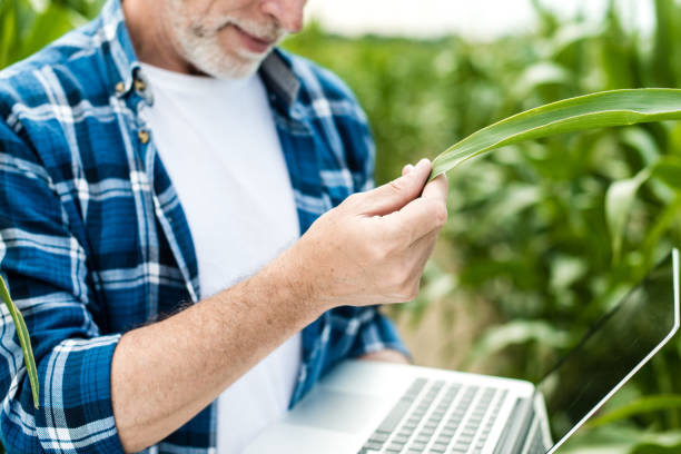 istock Farmer inspecting corn field summer sunny day 1134312028