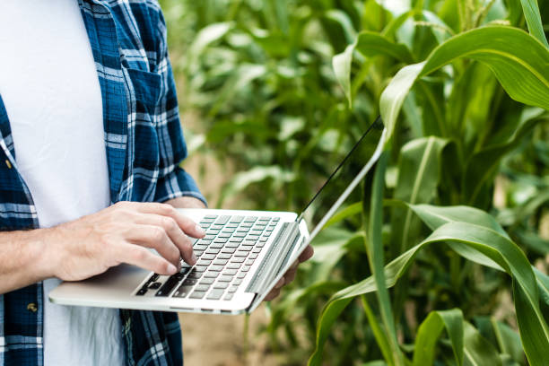 istock Farmer inspecting corn field summer sunny day 1134312036