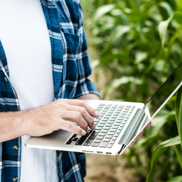 istock Farmer inspecting corn field summer sunny day 1134312037