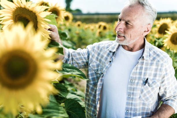 istock Farmer inspecting sunflower field summer sunny day 1134312247