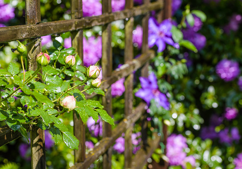 Flowers of climbing red rose and blue clematis bloom in garden