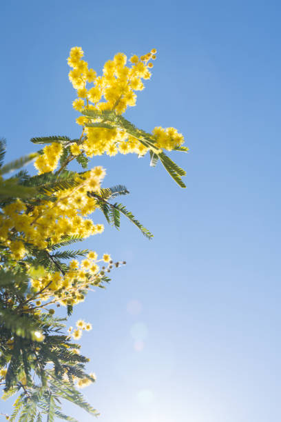 istock Mimosa Spring Flowers Easter background. Blooming mimosa tree over blue sky with copy space 1134315638