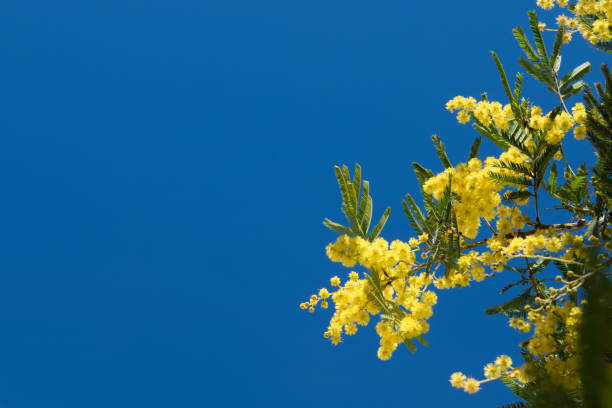 istock Mimosa Spring Flowers Easter background. Blooming mimosa tree over blue sky with copy space 1134315640