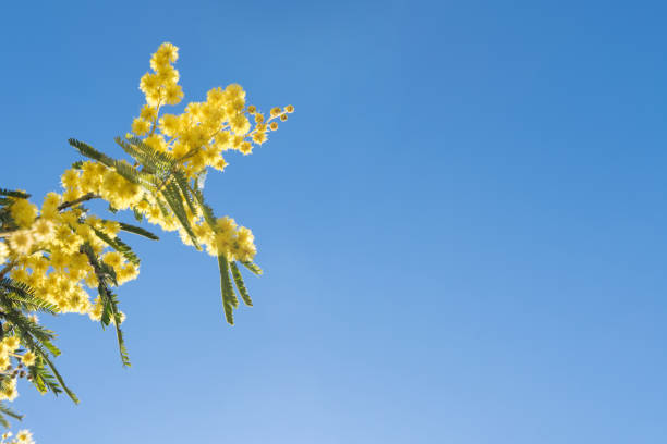 istock Mimosa Spring Flowers Easter background. Blooming mimosa tree over blue sky with copy space 1134315692